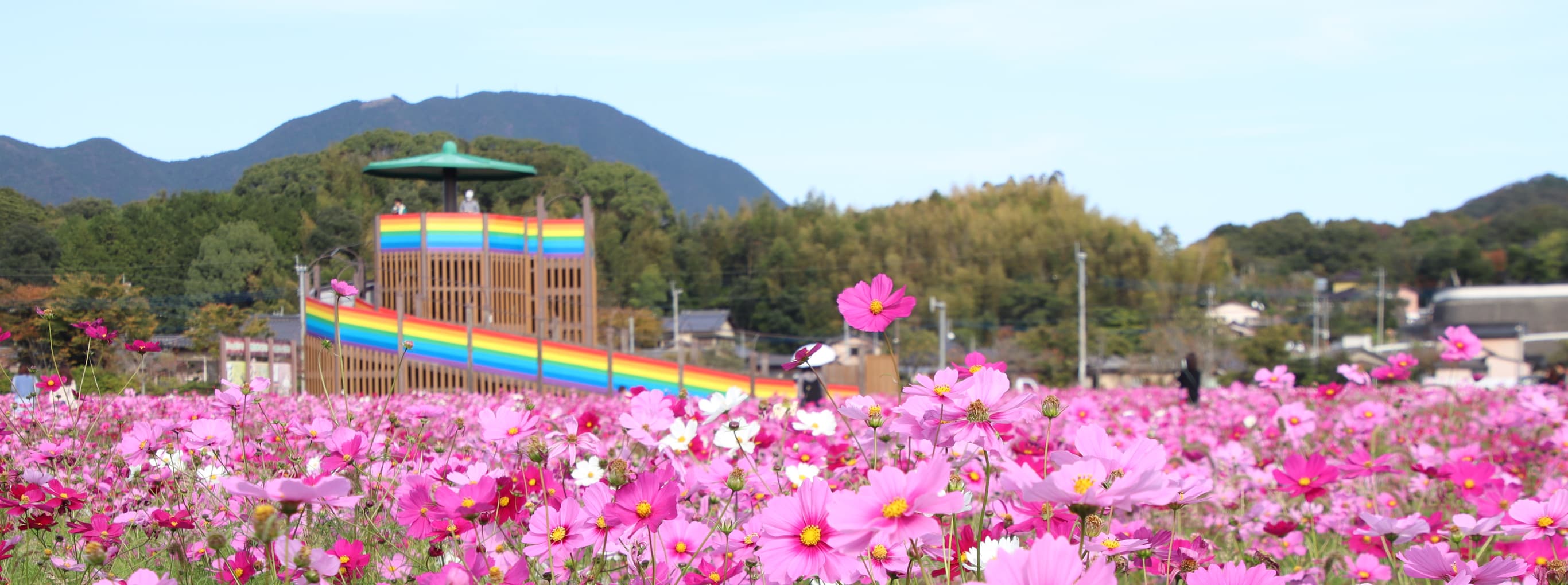 花公園のコスモス