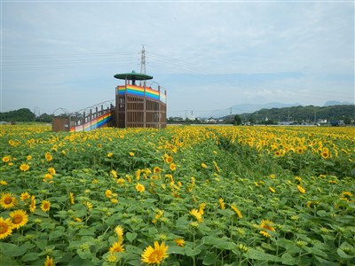 花公園状況