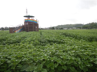 花公園状況